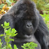  Kajiriti, Silverback Gorilla 4 (Congo)